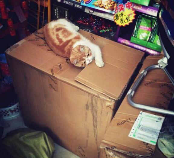 养狗跟养孩子一样，跟老一辈教育观念真的差别很大！