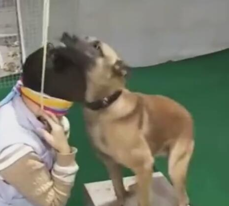 主人装作吊死,狗狗快速解救,利牙一瞬间咬掉挂件绳!