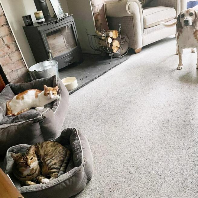 猫占狗床,贪婪的猫偷走善良的小猎犬的床,这都是爱啊