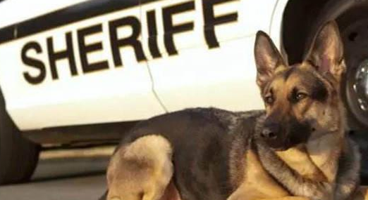 服务犬远不止导盲犬一种，甚至种类繁多