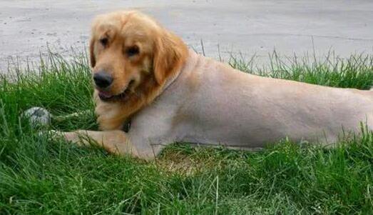 长毛犬要如何过夏季?不必剃光!只需做好这3点,凉爽一夏天!