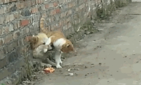 田园犬卡在墙孔被老对头胖橘猫发觉,借机刁难还撒了泡尿