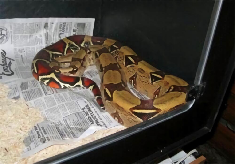 红尾蚺身份信息