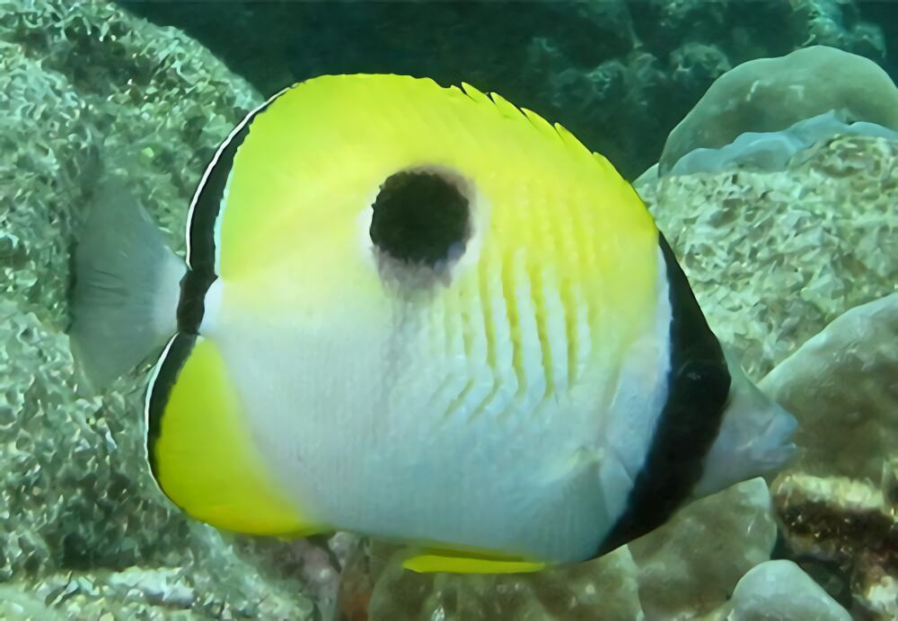 单斑蝴蝶鱼身份信息