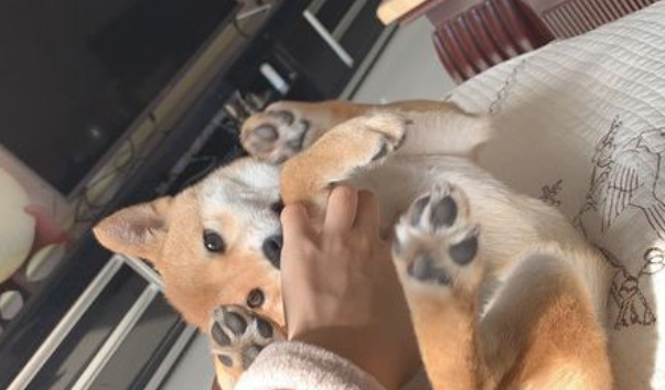 柴犬反映很灵敏,网友已经逗它玩,听见脚步声立刻提高警惕