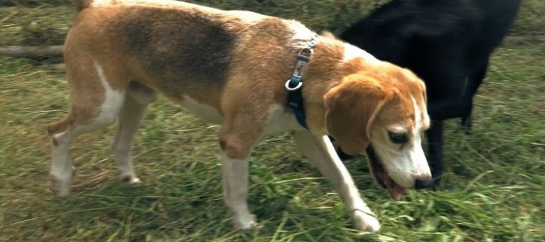 可爱检疫犬超认真执勤 很多旅客想要一起拍照