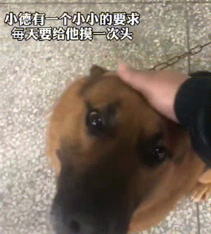 流浪狗闯进警局“应聘”警犬,网友:现在想当警犬都靠耍赖皮吗?