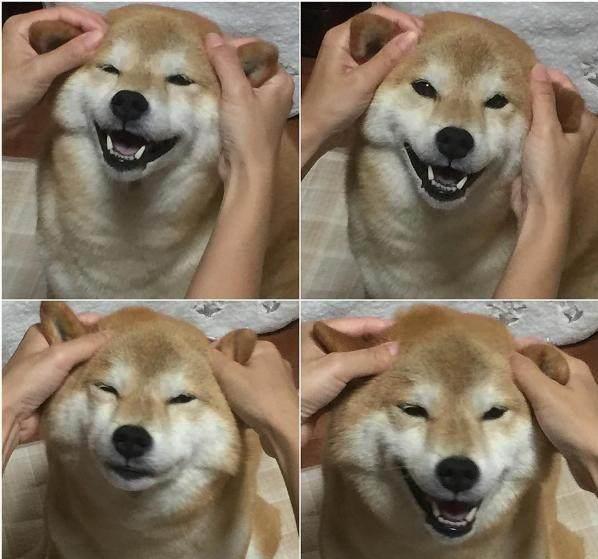 狗狗的模仿能力到底有多强?