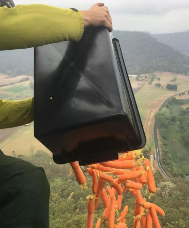 澳洲山火还在烧,这群英雄狗狗已经在救援生命的路上了!
