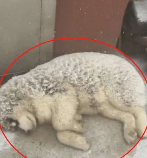 下雪天路遇两只阿拉,俩狗子雪地里“吹空调”,狗:我就凉快凉快