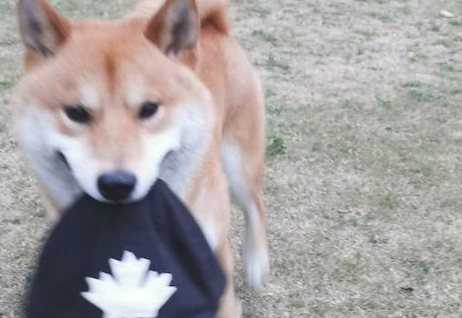 柴犬把主人的帽子叼走了,还立在远方讽刺他:有本事来抓我呀!
