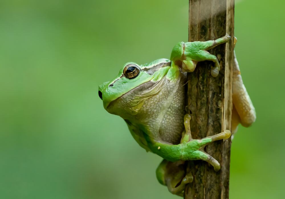 中国树蛙身份信息