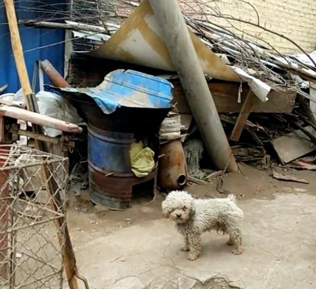 “收狗”牌子下的比熊犬,看见路人经过时,它的一个动作让人想哭