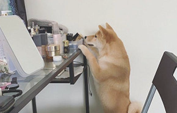 柴犬模仿主人家里叼着烟,这模样好社会发展啊!狗:还不帮我点上!