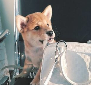 分手后后,盆友送了只柴犬,没预料到狗狗还可以把女孩从失恋中拯救出去