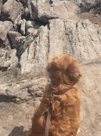 因为养狗,一年减了177斤