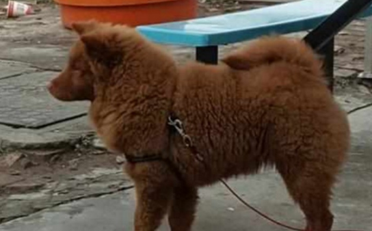 家里狗狗“相貌不凡”,吓得左邻右舍害怕行走,身后缘故令人哈哈大笑