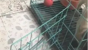 狗狗见到犬粮,想咬掉铁笼出去吃,看了后看到它好傻!