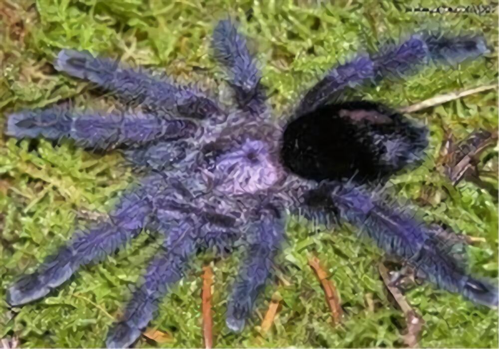 厄瓜多尔紫粉趾身份信息