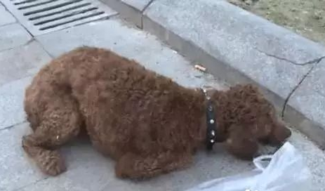 朋友圈被『毒香肠』刷屏了养狗好几年，香肠毒死它却只要几分钟