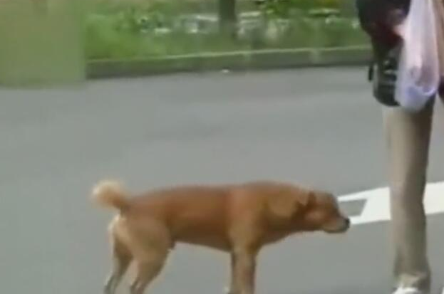 狗狗公交车站等主人一年,每日闻味道找主人,忠犬令人泪崩!