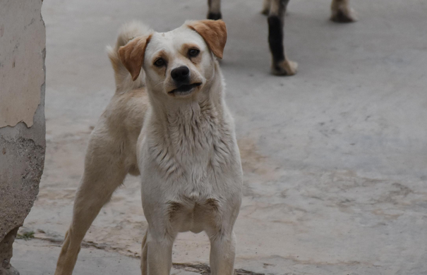 泰国:流浪狗变身“守卫者”