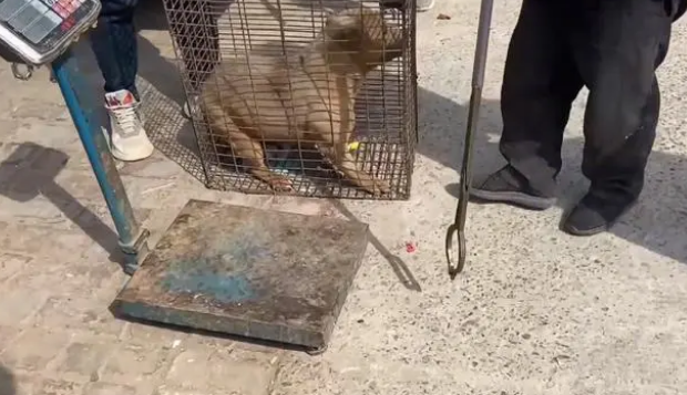 恶霸犬论斤被卖进了笼,幸亏遇到好心大哥