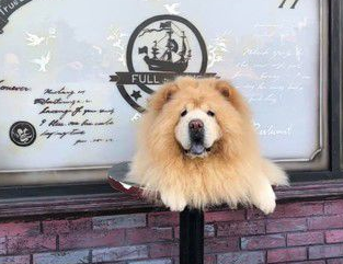 扛山猪上车 41公斤松狮犬被爸爸一肩扛起