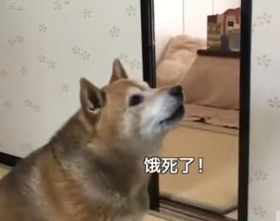 最霸气的柴犬，一旦饿了就叼着饭碗出来，摔到主人面前要求盛饭