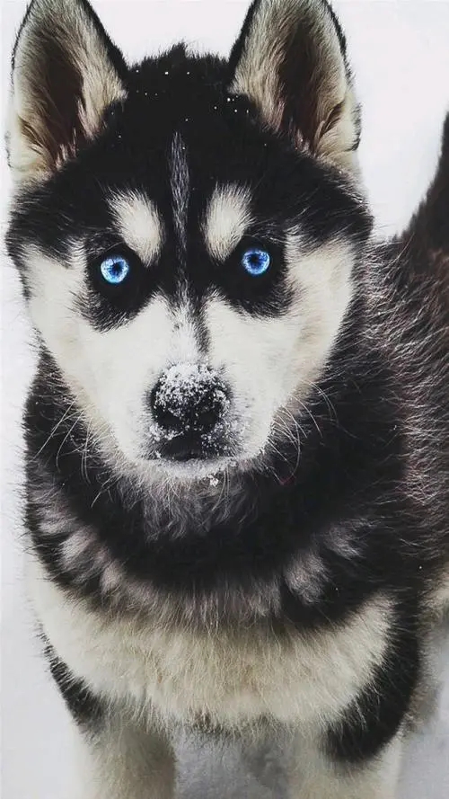 哈士奇紧咬玩具一整天，不吃饭也不松口，知道真相后被狗狗蠢哭了?