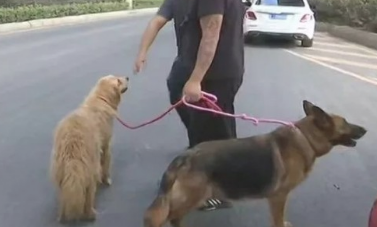 爱狗人士协力救援,13条宠物狗狗再获新生儿!