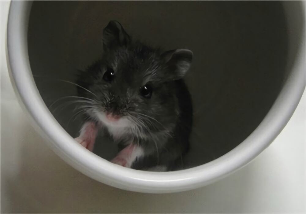 一线仓鼠身份信息