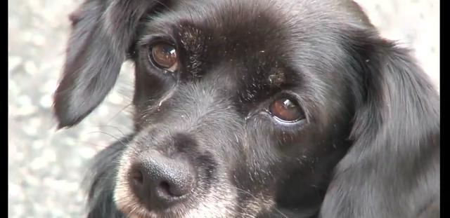 狗狗的窝被霸占，看到入侵者的眼神时，好心人却不忍驱赶