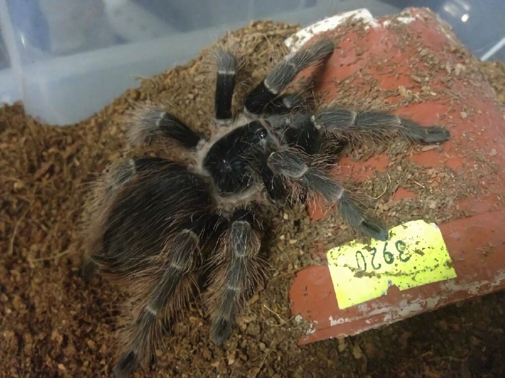 巴西红毛蜘蛛身份信息