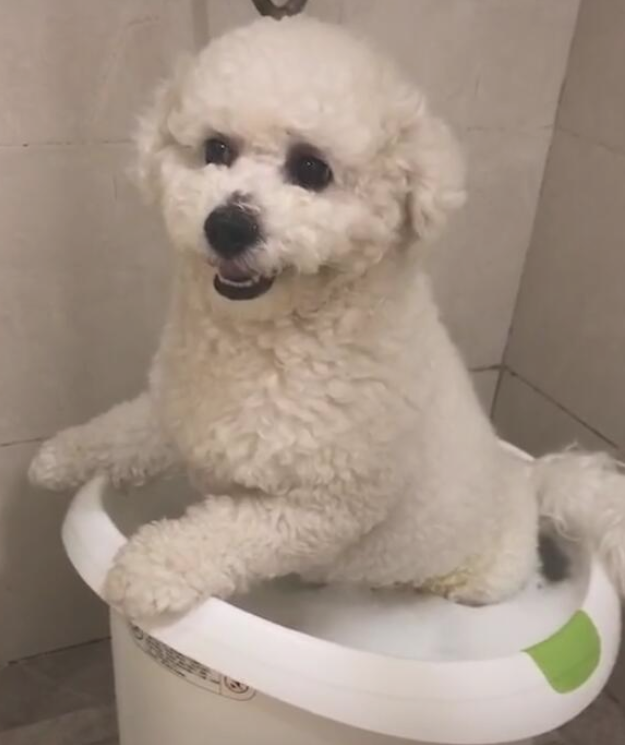 狗狗冼澡像被点穴术,整个过程一动不动