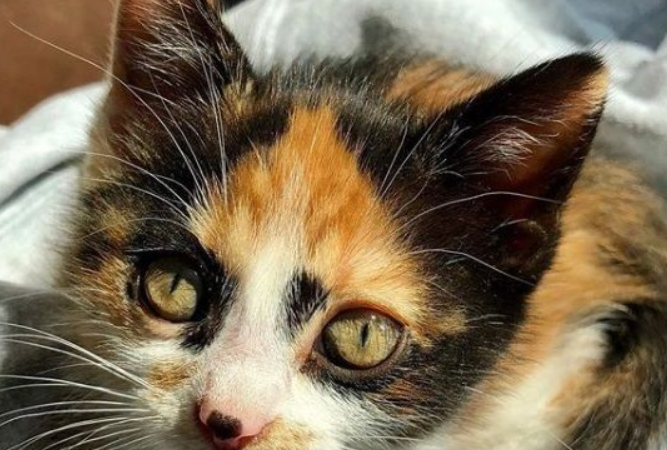 新领养的小猫咪 把狗兄弟从丧友之痛中拯救出来