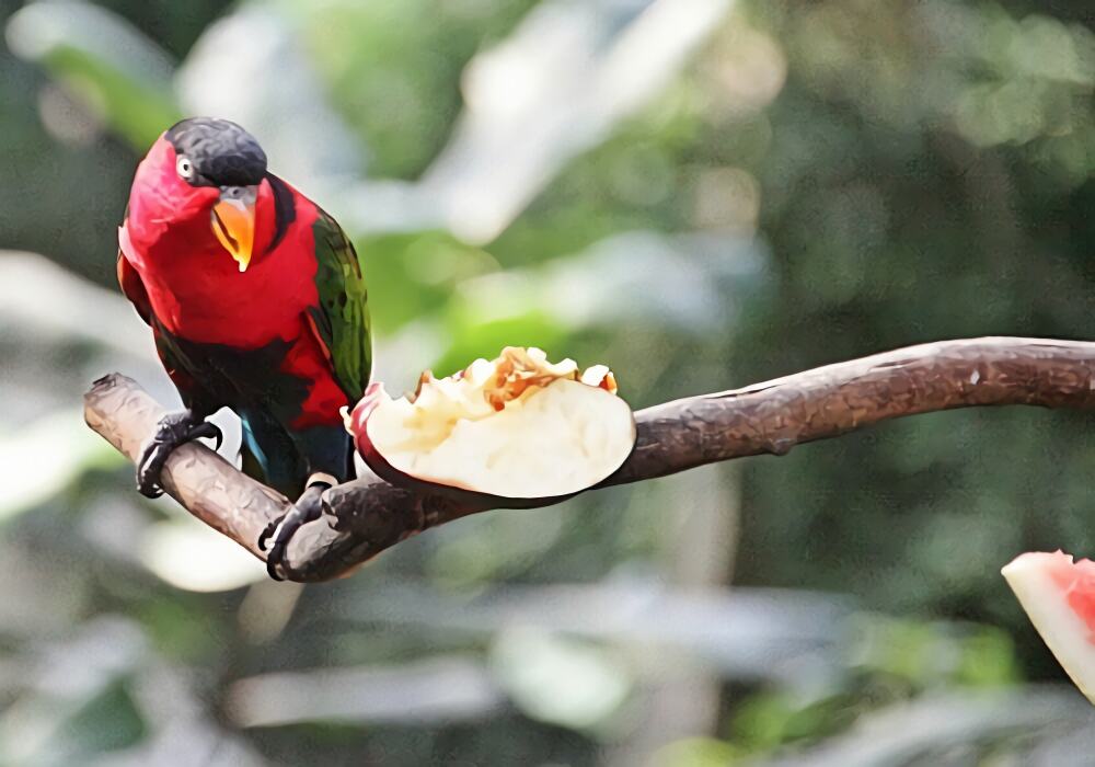 黑顶吸蜜鹦鹉身份信息