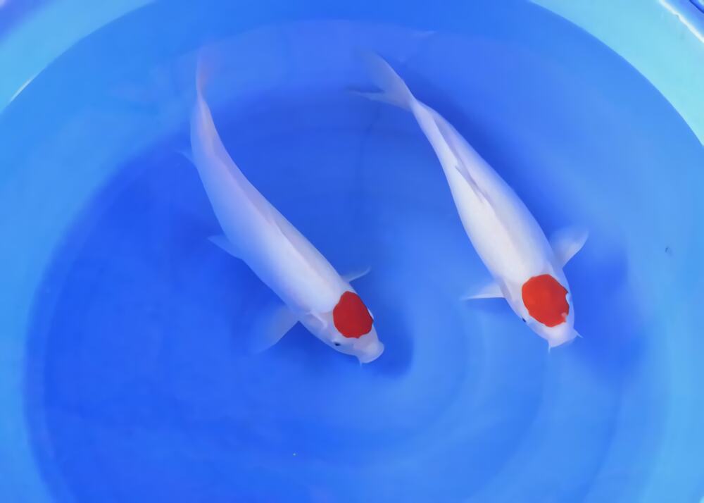 丹顶锦鲤身份信息