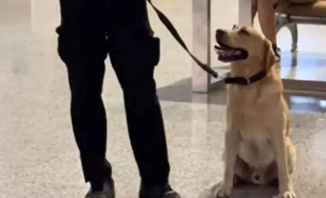 警犬执勤时憋不住拉粑粑,满脸羞愧,网友:带薪拉屎!