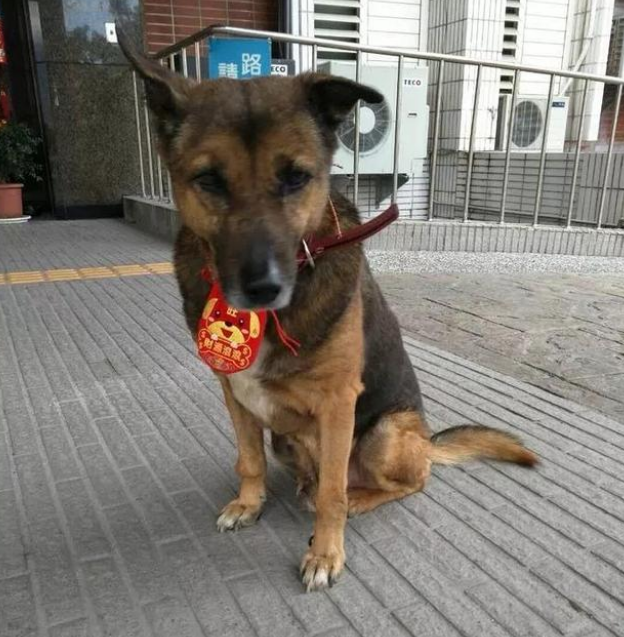 老狗被送收容所,为警局守了十年门没想到换来这样的结局!