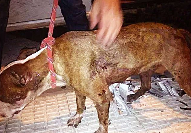 狗狗被人强行封进行李箱,当大爷撬开行李时,瞬间瞪大双眼!