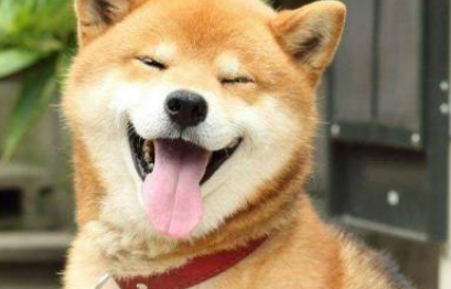 柴犬在小区里横着走,遇到秋田后,却瞬间变成大怂包
