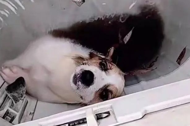 河南一学生用洗衣机虐狗,眼睛嘴巴多处出血,学校和警方介入调查