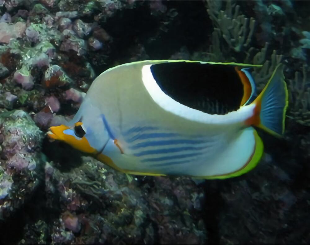 鞭蝴蝶鱼身份信息