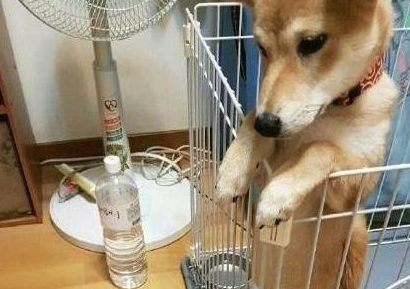 主人上厕所不关门,结果柴犬竟学会站着小便