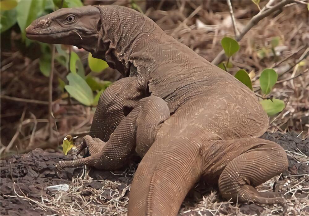 沙漠巨蜥身份信息