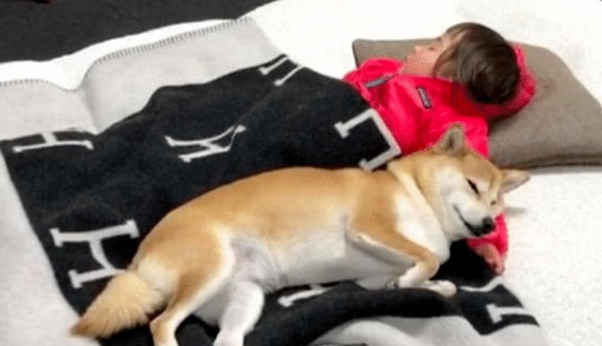 女主让柴犬喊女儿起床,半小时后还没下来,上前一看偷偷拿起棍子