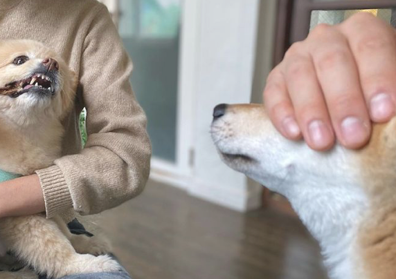 见到其他小狗在吃零食,网民捂着了自己柴犬的双眼:避而远之!
