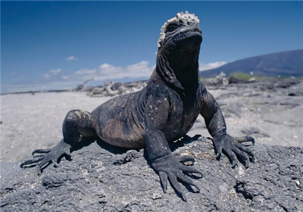 海鬣蜥身份信息