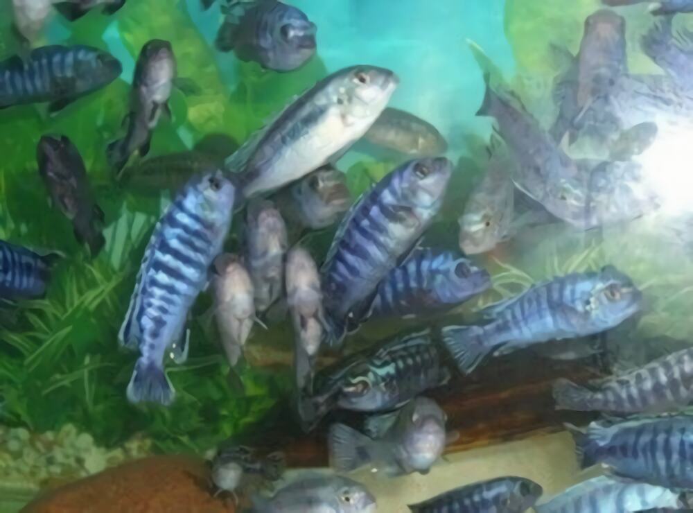 闪电王子鱼身份信息